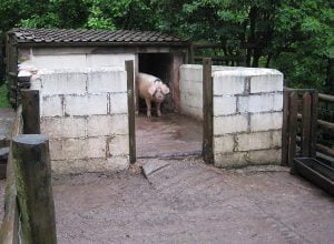 Law against pig stys at a London property's front