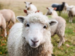 Law in favour of herding sheep when working in London