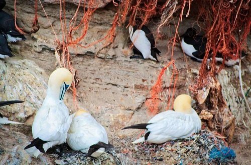 Office Plastic Waste is Killing Wildlife. It’s Cheap and Easy to Stop